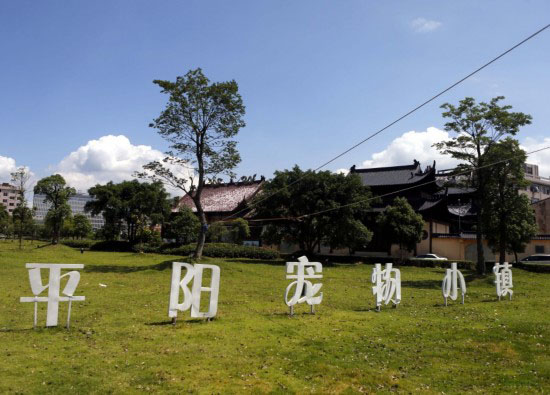 平阳水头镇打造宠物小镇