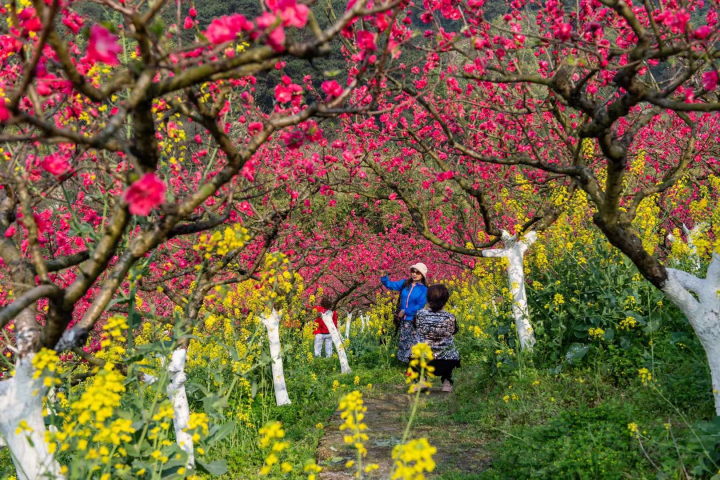 赏花经济，绽放中的美丽经济