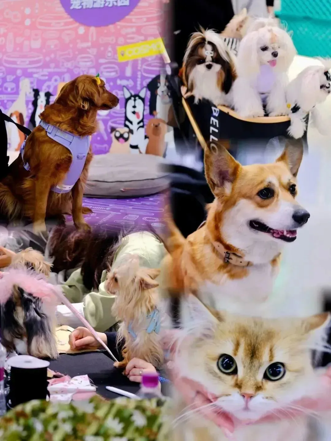 这些“宠物友好”的商业值得借鉴！