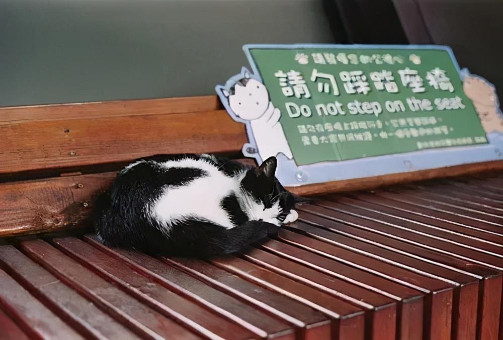 妖怪村、猫村和熊本熊，这些火遍网络的ip是如何打造的？