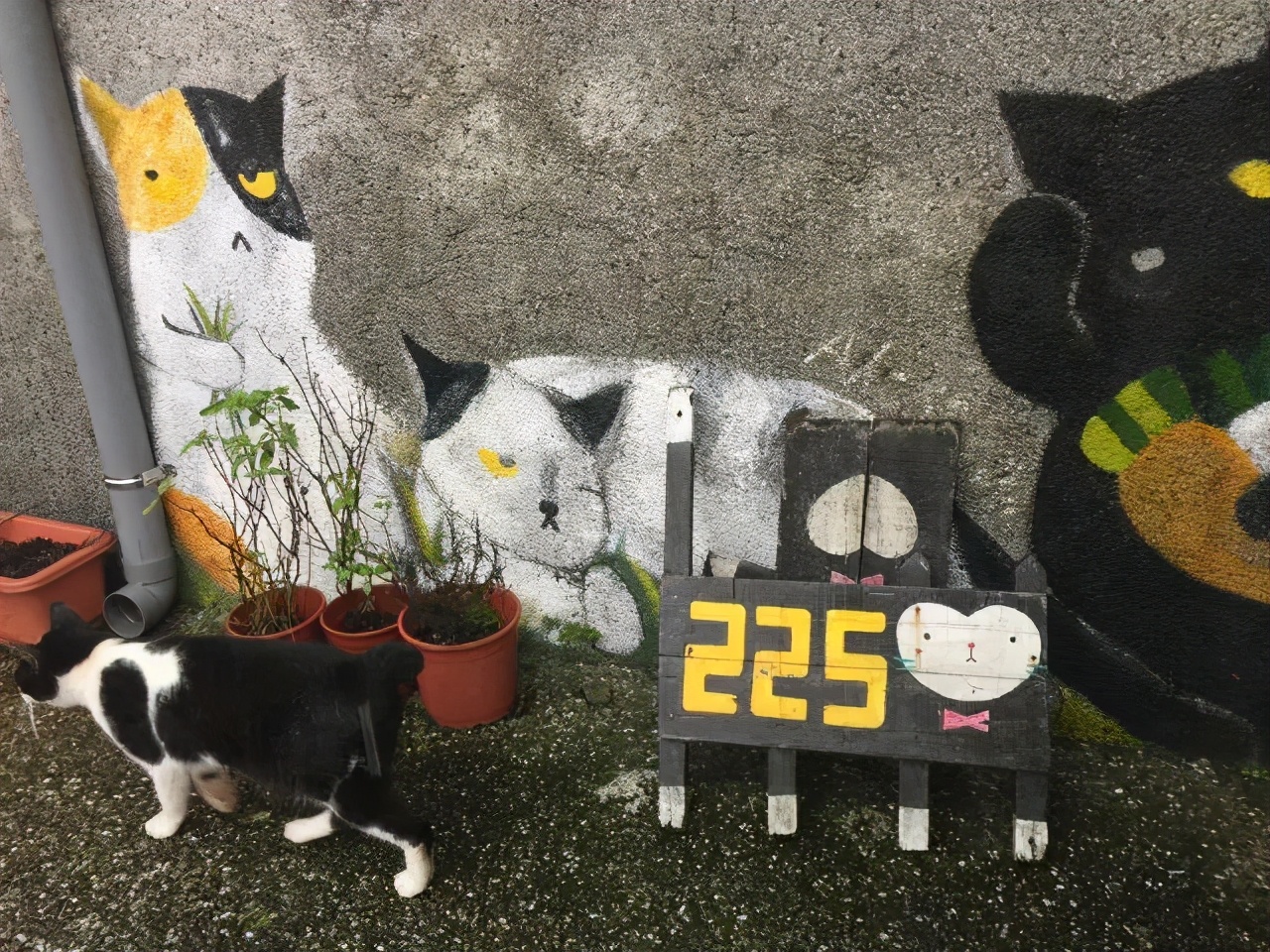 妖怪村、猫村和熊本熊，这些火遍网络的ip是如何打造的？