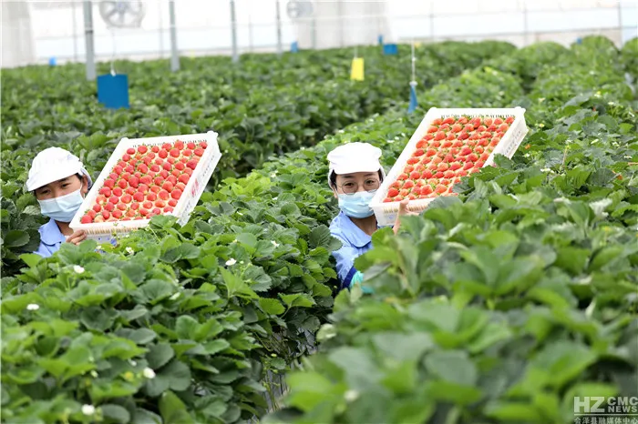 会泽待补镇：打造世界领先的夏季草莓特色小镇