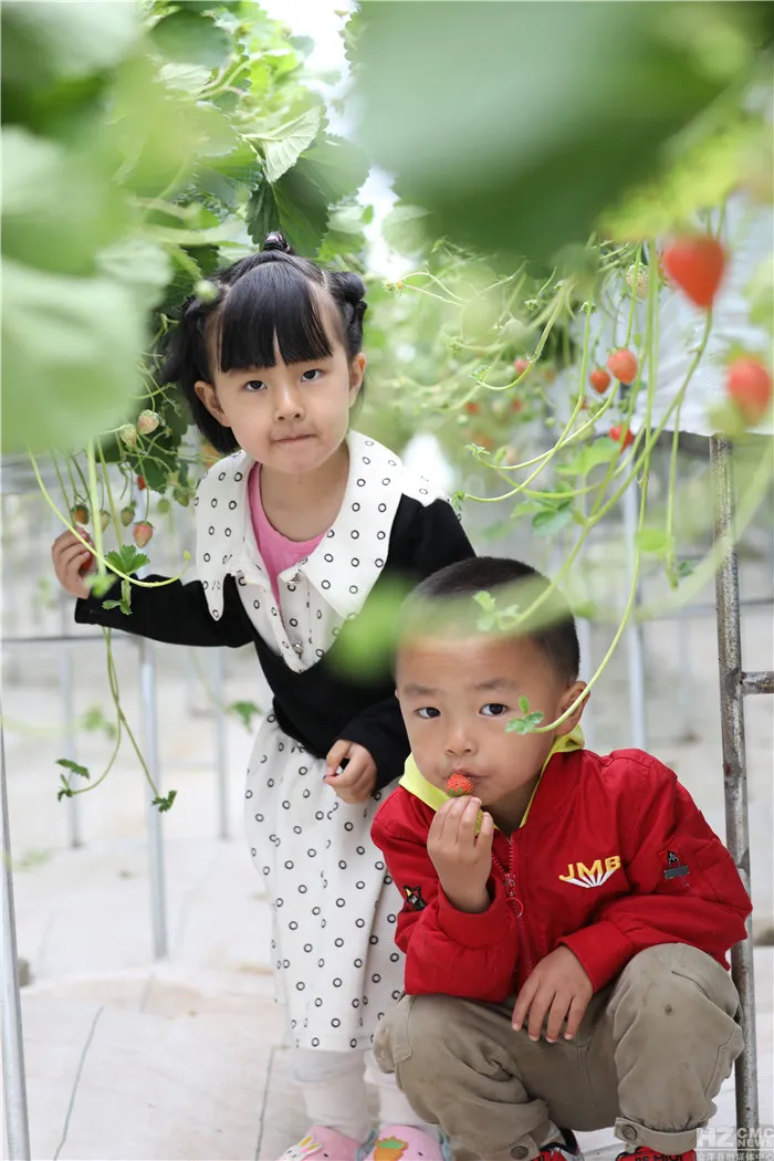 会泽待补镇：打造世界领先的夏季草莓特色小镇